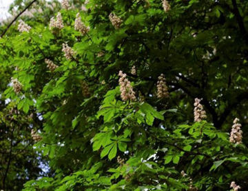 Slika Divlji kesten (Aesculus sp.)