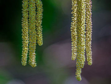 Slika Joha (Alnus sp.)