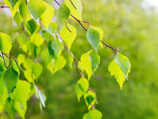 Slika Breza (Betula sp.)