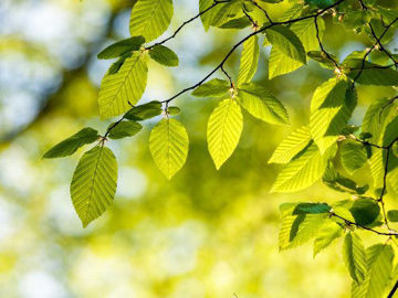 Slika Grab (Carpinus sp. )