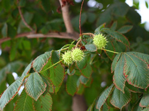 Slika Pitomi kesten (Castanea sp.)