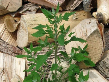 Slika Loboda (Chenopodium sp.)