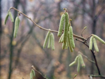 Slika Lijeska (Corylus sp. )