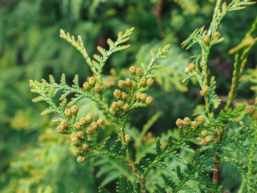 Slika Čempresi (Cupressaceae)