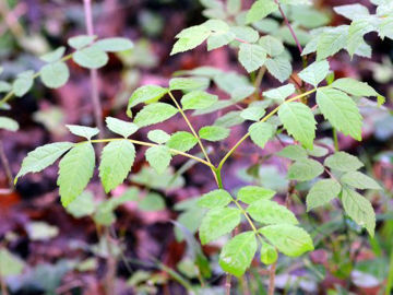 Slika Jasen (Fraxinus sp. )