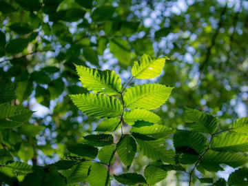 Slika Bukva  (Fagus sp).