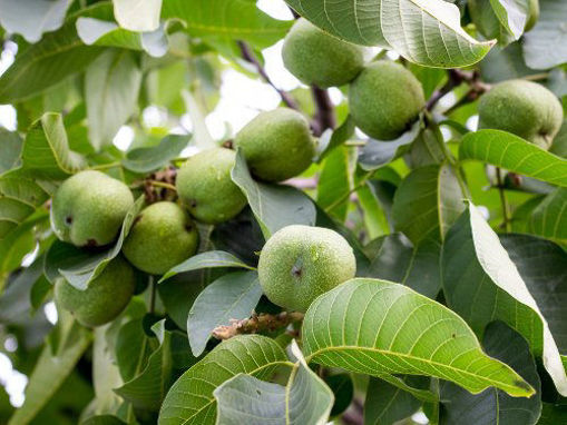 Slika Orah (Juglans sp. )