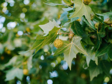 Slika Platana (Platanus sp.)