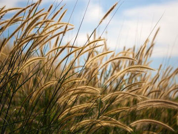 Slika Trave  (Poaceae)