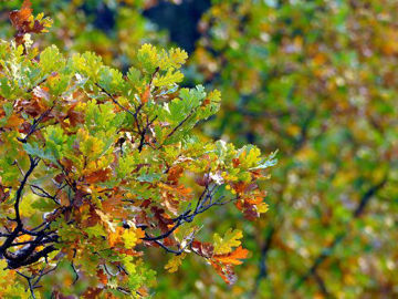 Slika Hrast (Quercus sp. )