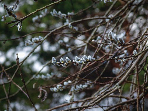 Slika Vrba (Salix sp. )