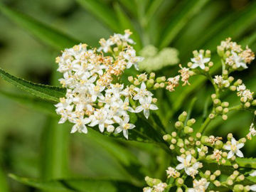 Slika Bazga  (Sambucus sp. )