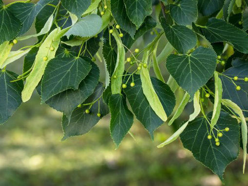 Slika Lipa  (Tilia sp. )