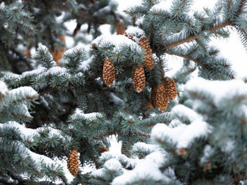 Slika Smreka (Picea sp.)