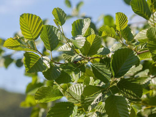 Slika Brijest (Ulmus sp.)