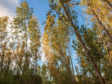 Slika Topola (Populus sp.)