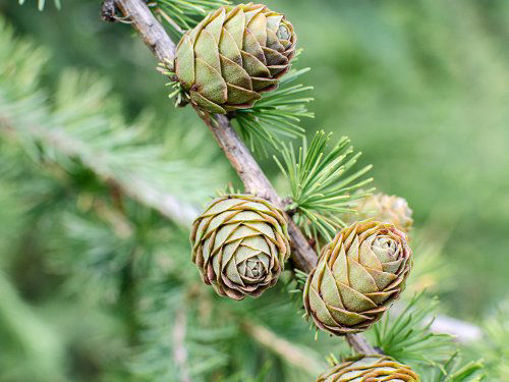 Slika Ariš (Larix sp.)